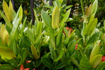 Obraz premium Vibrant green plant exhibits lush new leaf growth, flourishing naturally outdoors. Healthy botanical foliage promotes sense of renewal and fresh vitality, perfect for natural themes