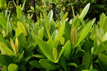 Vibrant green plant foliage presents abundant new leaf growth, showcasing healthy, lush bush. Fresh nature surrounds, creating tranquil garden hedge. Growth exudes energy, promoting serene natural