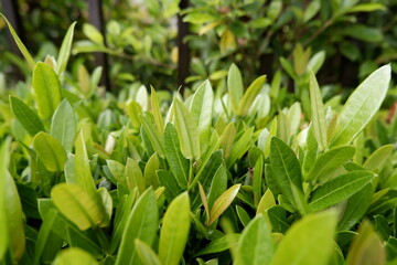 Vibrant green foliage with fresh new growth thrives in natural daylight, creating peaceful and serene scene. This lush plant symbolizes nature calming energy and beautiful beginnings