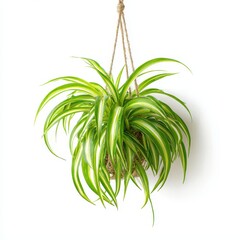 Green and Yellow Hanging Plant in Decorative Macrame Hanger