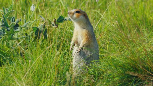 The European ground squirrel or Spermophilus citellus looks around on the natural habitat in the summer green field