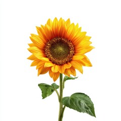 Obraz premium Bright and Vibrant Sunflower Blooming in Natural Light Photography