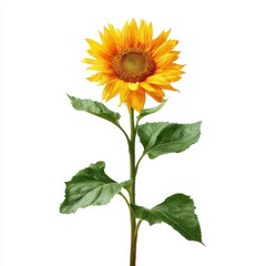 Beautiful single sunflower with vibrant petals and green leaves