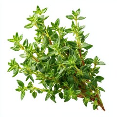Fresh Green Thyme Herb Bunch on White Background for Culinary Use
