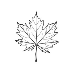 Maple leaf, continuous line drawing. One line art of tree leaves, herb, plants. Autumn Season with Leaves Vector.