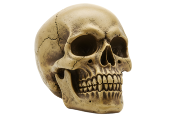 Detailed Human Skull Model Anatomy Replica for Study Art or Decoration on transparent background