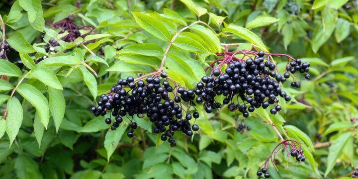 Branches of elderberries bursting with ripe, juicy, dark purple berries and green leaves.
