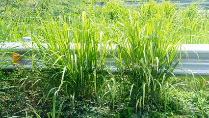 Tall weeds growing along the roadside. Covering the outdoor roadside guardrail. at Thailand.