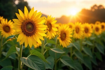 Golden Hour Sunflowers Ripe Heads Bowing in Summers Bounty, a Vibrant Meadow Scene of Natural Abundance, Perfect for Summer Themes and Seasonal Designs.
