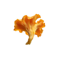 Fototapeta premium golden chanterelle mushroom with detailed gills isolated on a transparent background, in a PNG format