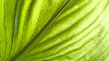 Close up tropical leaf texture green foliage nature background