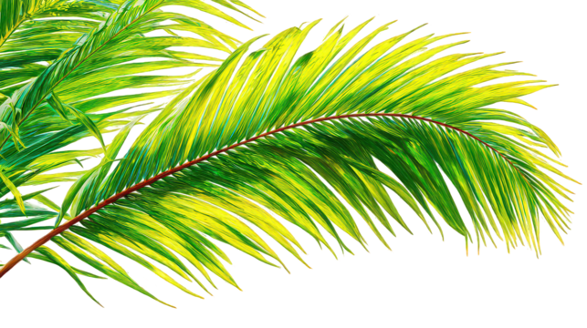 Vibrant Green and Yellow Palm Fronds on Black Background
