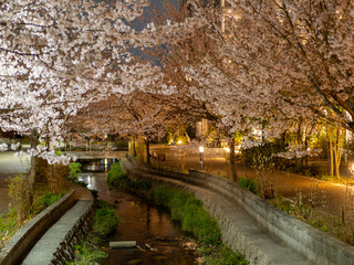 公園の小川沿いに咲く夜桜