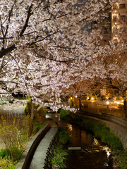 公園の小川沿いに咲く夜桜
