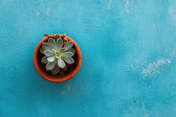 Succulent in terracotta pot on a teal background