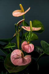 Graceful Pink Anthurium Plant with Lush Leaves