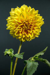 Vivid Yellow Dahlia with a Subtle Green Backdrop