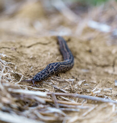 Slug glides slowly over dry ground scattered with plant debris in a serene outdoor setting. Natural environment captures calmness of daytime scene.
