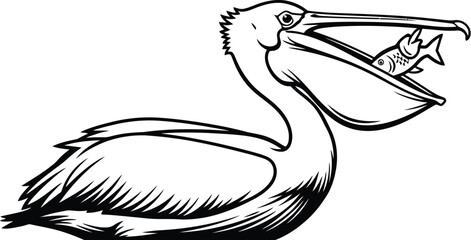 Fototapeta premium Pelican with fish in its beak, a vector illustration of a bird with its prey, a black and drawing