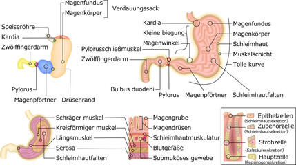 胃　構造　イラスト　ドイツ語