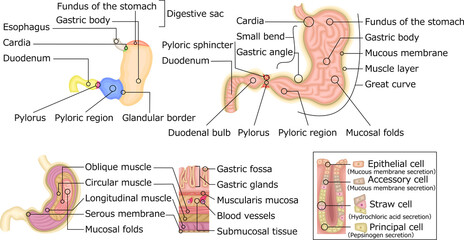 胃　構造　イラスト　英語