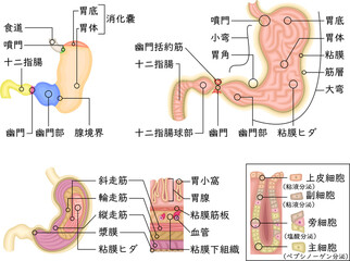 胃　構造　イラスト　日本語