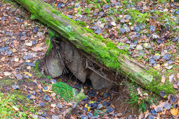 Entrance to an animal den in the ground in a forest