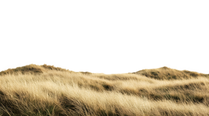 Golden dune grasses sway, Isolated on white background