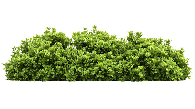 Lush green hedge, Isolated on white background