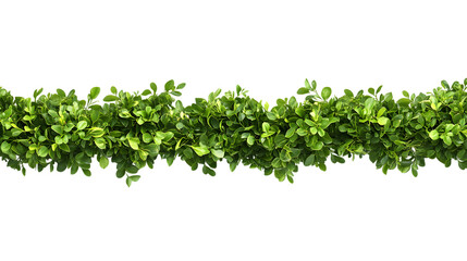 Obraz premium Lush green botanical border, Isolated on white background
