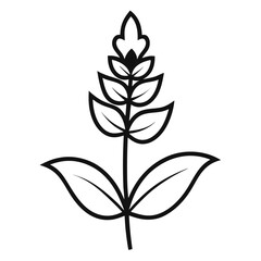 stachys byzantina line art flower vector on white