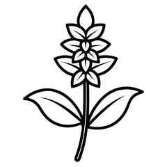 silhouette stachys hummelo