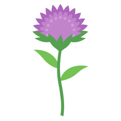  stokesia divinity flower vector on white
