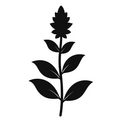  stachys-byzantina silhouette vector on white
