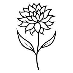 line art stokesia divinity line art vector isolated on white