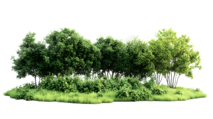 Green forest grove, Isolated on white background