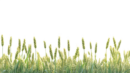Golden and green wheat field stalks, Isolated on white background