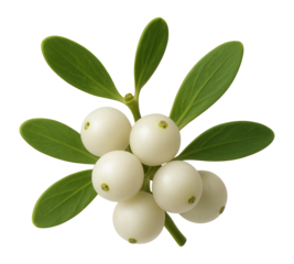 Mistletoe berries with a matte surface
