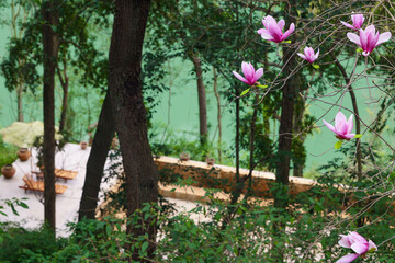 lily magnolia, swimming pool and green river background.