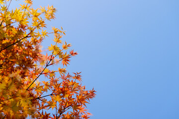 Palmate maple leave in the blue sky