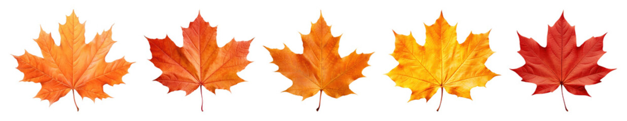 Fototapeta premium PNG Vibrant autumn maple leaves arrangement, element set on transparent background