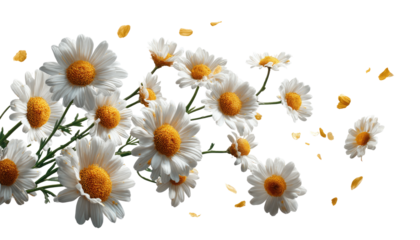 A bouquet of white daisies, with yellow centers,  surrounded by falling yellow petals