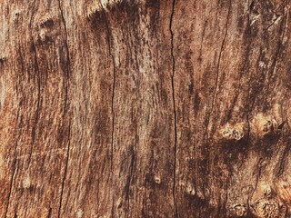 Grungy and Detailed Texture of an Old Tree