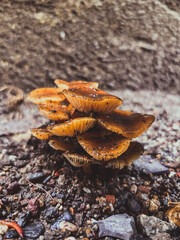 Moody Close-up of Small Brown Wild Mushrooms