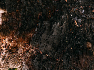 Abstract Background of Charred and Cracked Wood