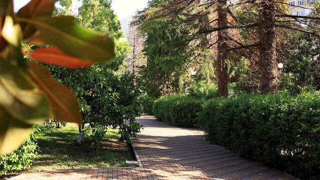 Tropical quiet park. Landscape.