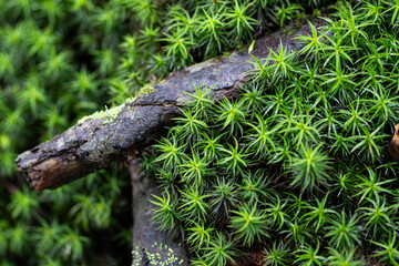 美しい苔の森を歩く　白駒の池	