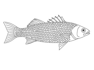 Hand-drawn line of sea bass fish. fish vector illustration. Fish on white background.