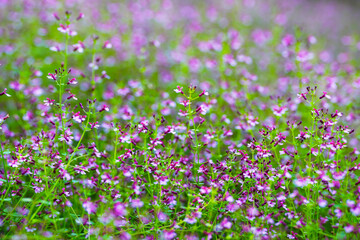 field of Gypsophila paniculata purple flowers with soft focus