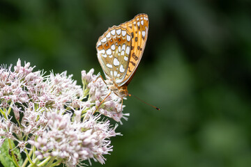 高原で見かけた蝶をマクロレンズで撮影